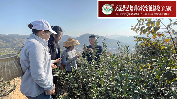 中国十大知名茶艺师培训机构:国营茶厂的隐性知识编码系统